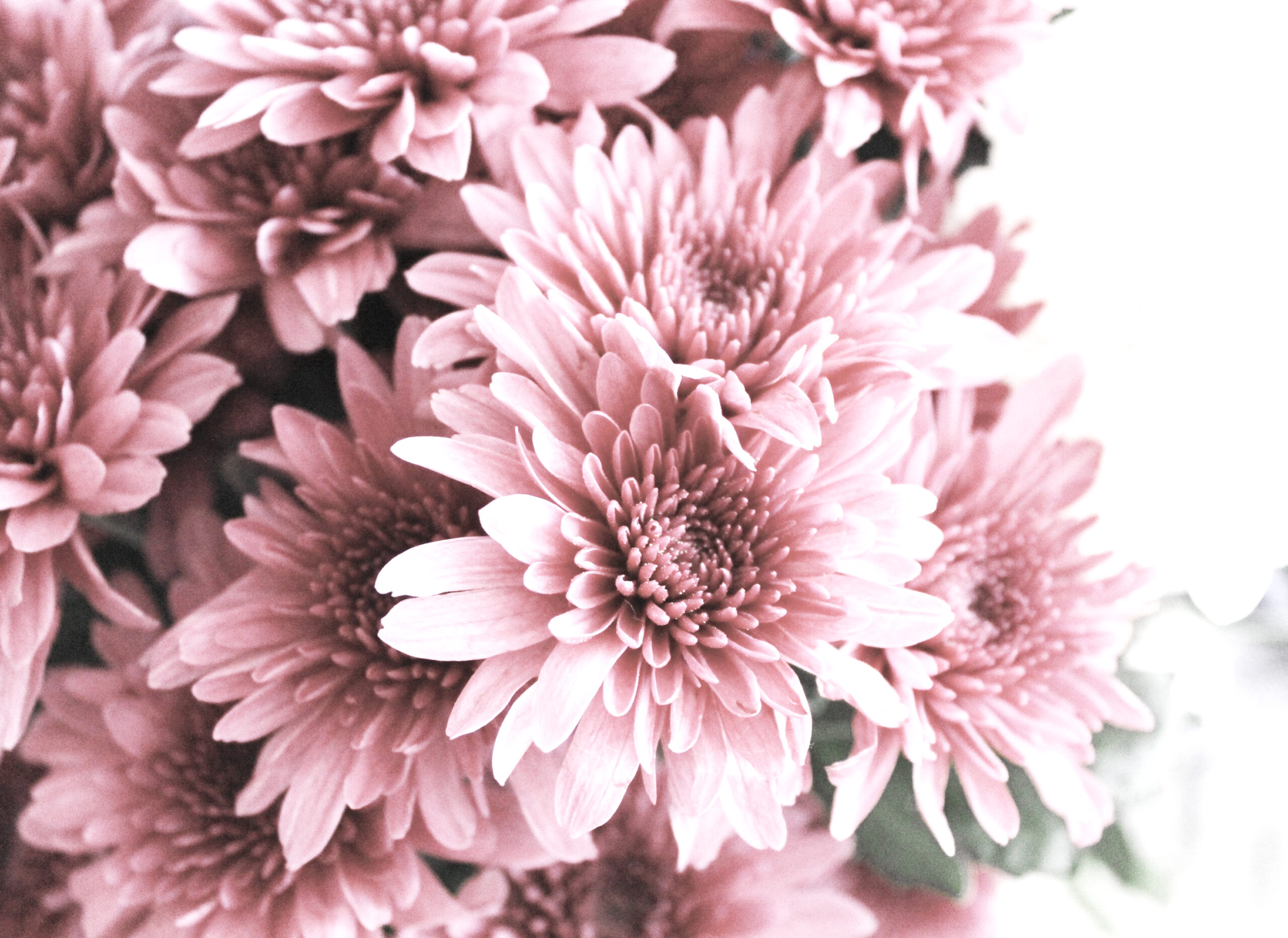 Pink,White,Bloom,Flower