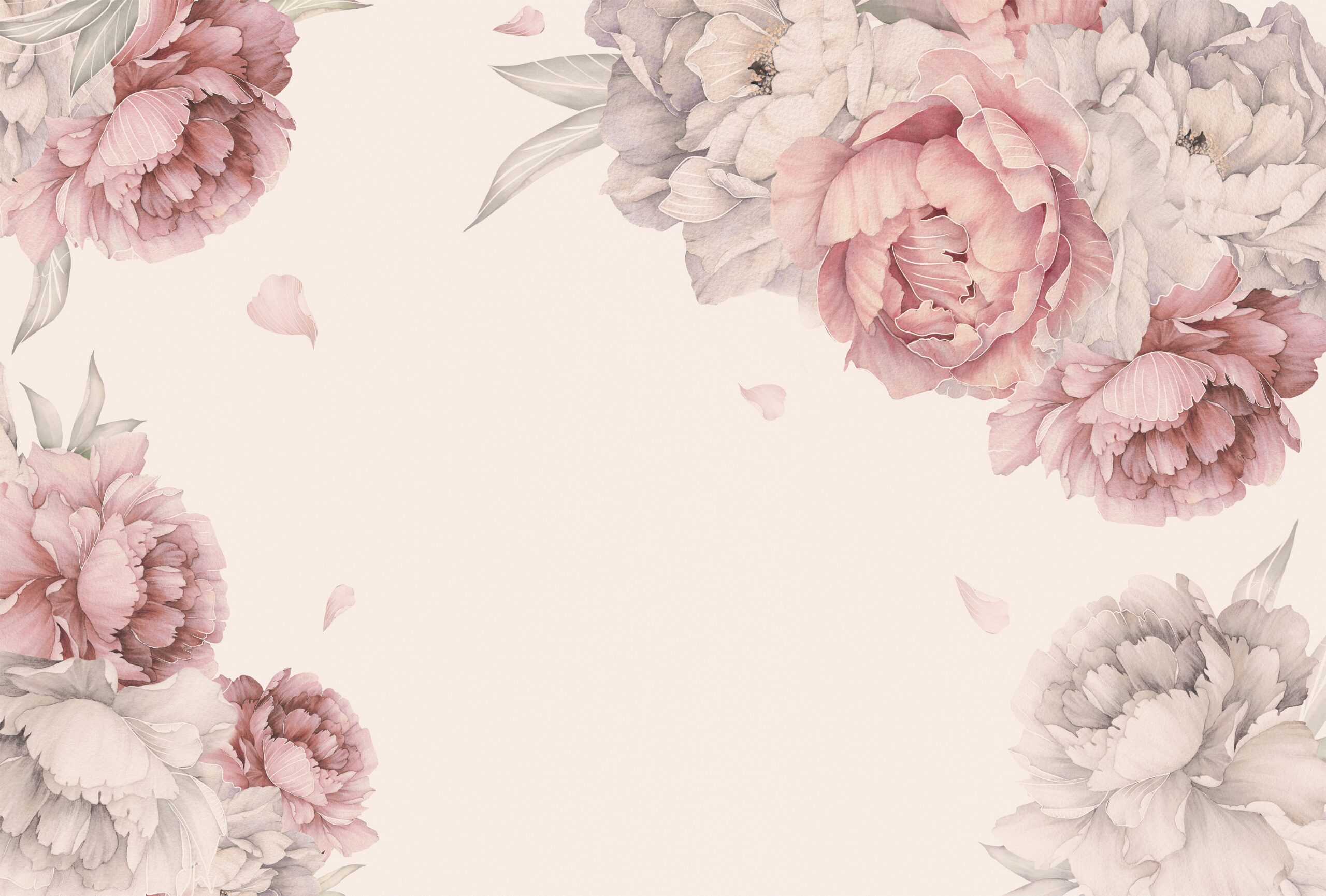 Beautiful,Delicate,Peonies,With,A,White,Outline,On,A,Pink