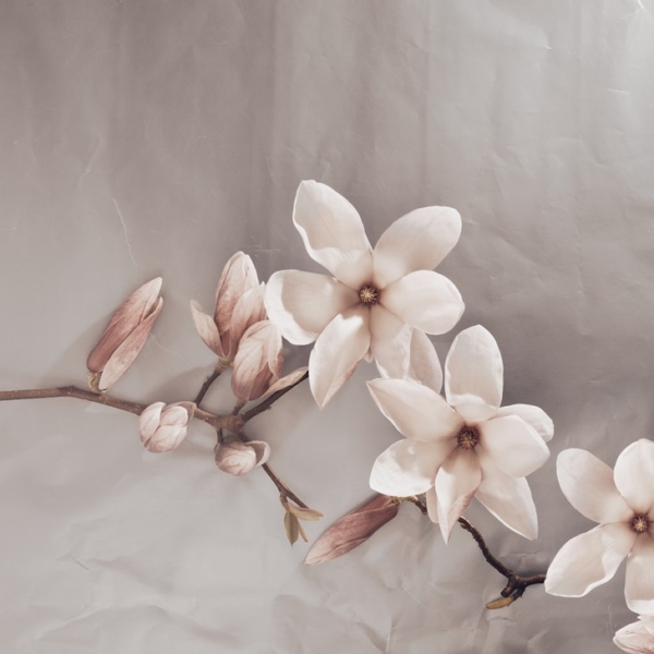 Foto tapete Bež magnolije